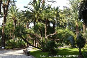 19 ELCHE HUERTO DEL CURA (63)